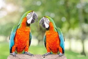 搞笑鹦鹉爆料视频下载大全,笑料百出,欢乐无限 第1张 搞笑鹦鹉爆料视频下载大全,笑料百出,欢乐无限 第1张